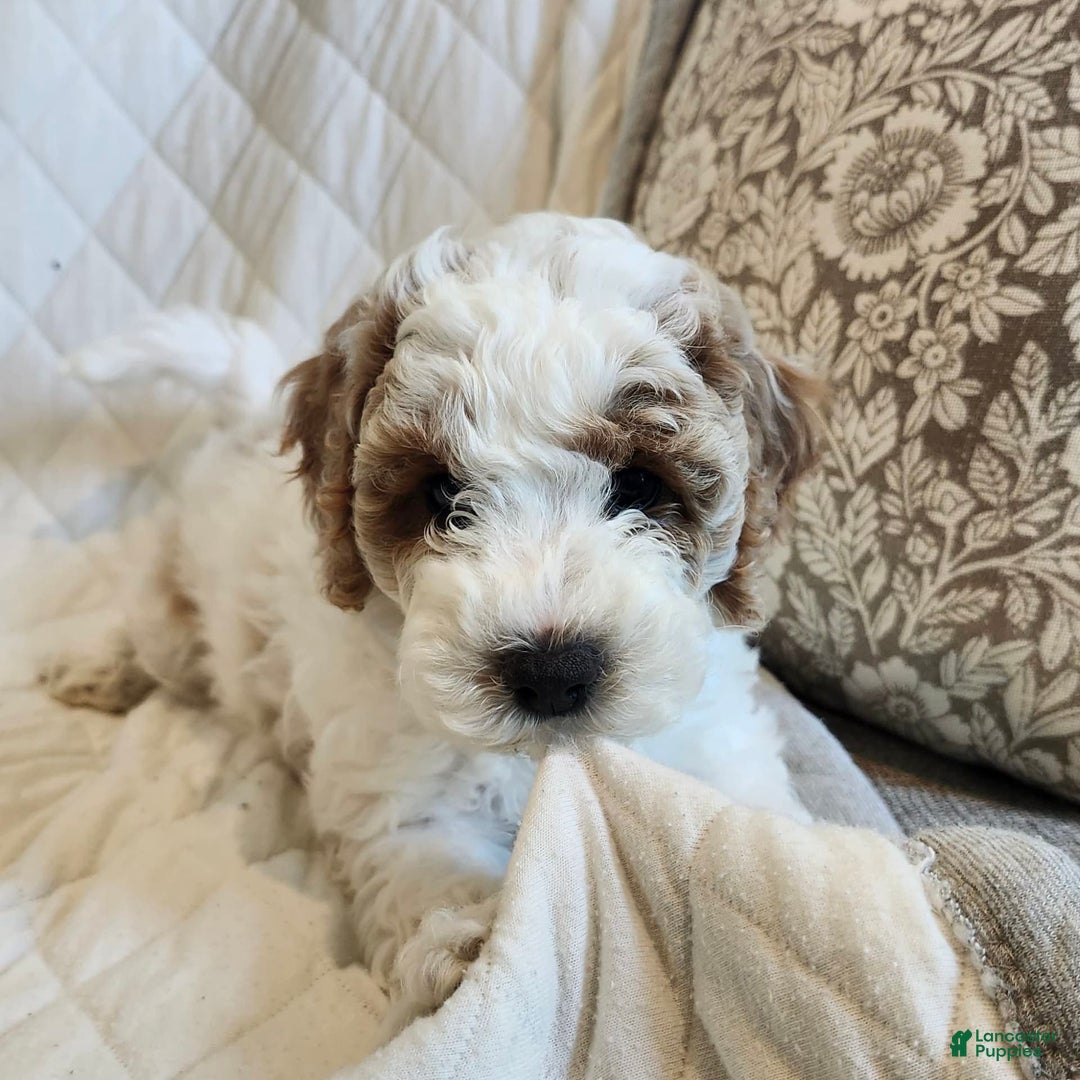 Cockapoo dogs for sale: Remi - Image 4
