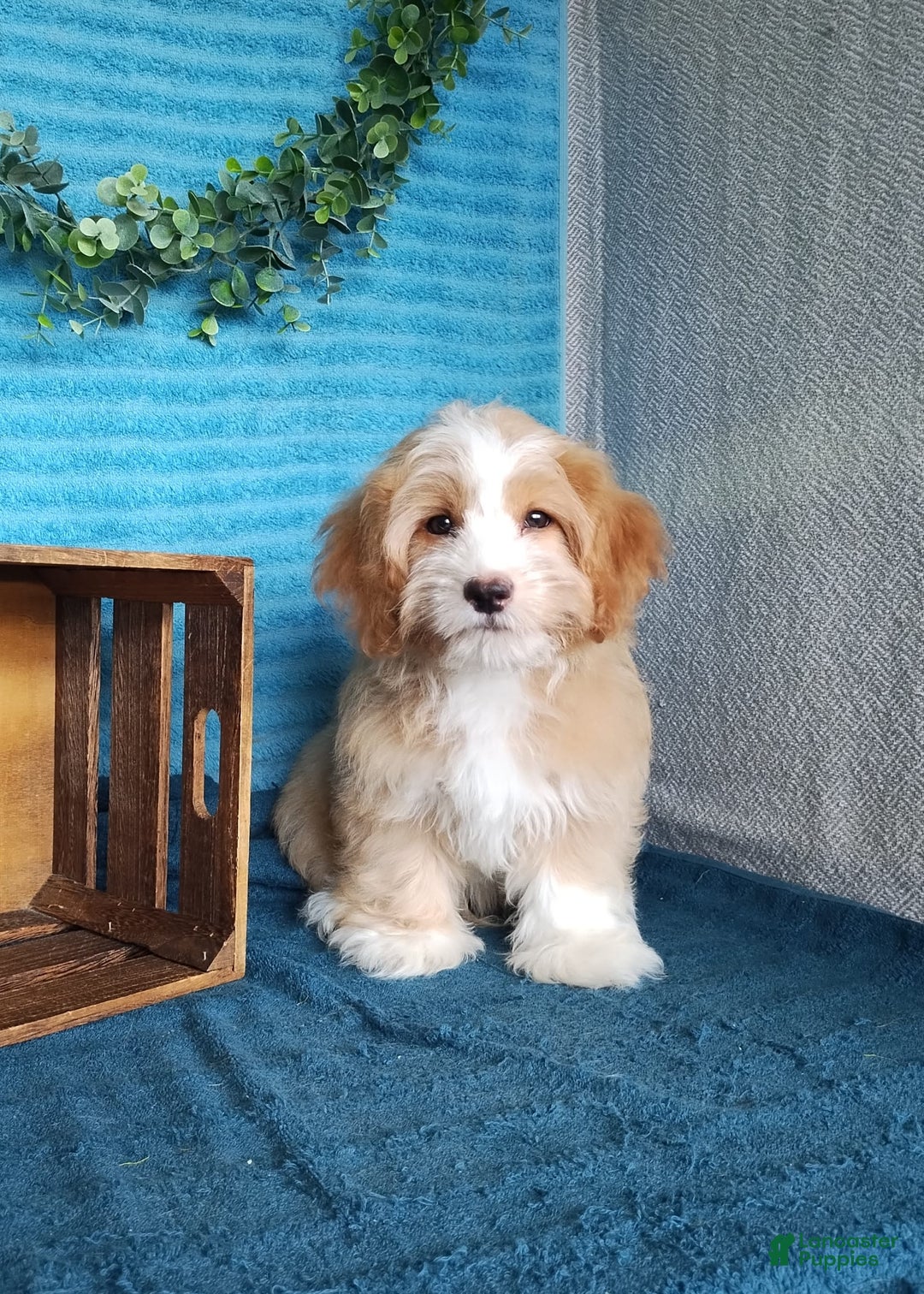 Havanese dogs for sale: Toby - Image 2