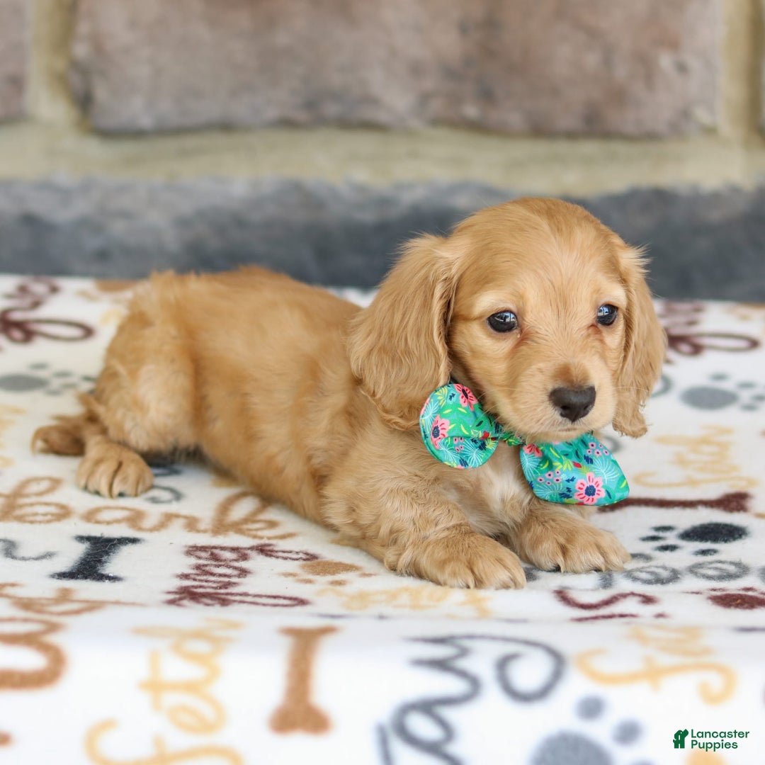 Miniature Dachshund dogs for sale: Wiggles - Image 2