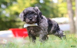 Cockapoo dogs for sale: Monty - Image 7