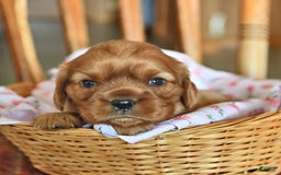 Cavalier King Charles Spaniel dogs for sale: Reba - Image 3