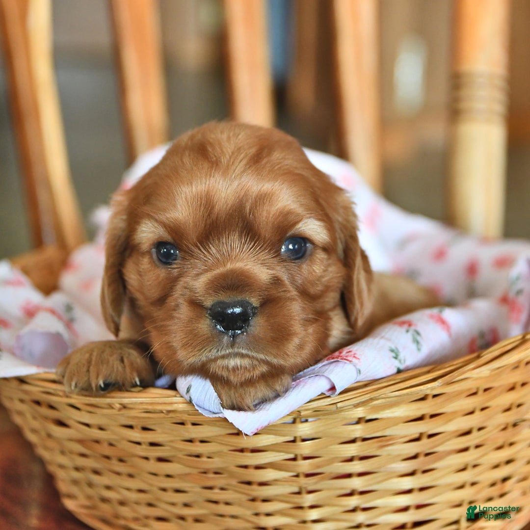 Cavalier King Charles Spaniel dogs for sale: Reba - Image 3