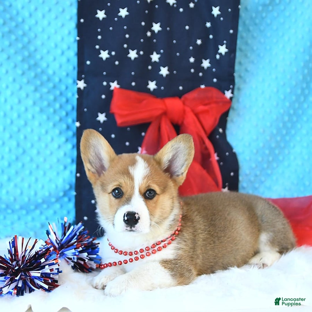 Welsh Corgi Pembroke dogs for sale: Patsy - Image 6