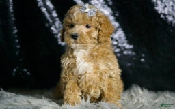 Maltipoo dogs for sale: Donovan - Image 6