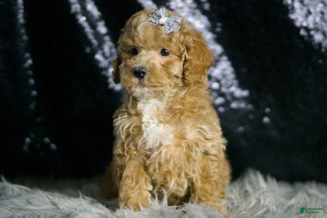 Maltipoo dogs for sale: Donovan - Image 6