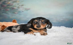 Miniature Dachshund dogs for sale: Misty - Image 9
