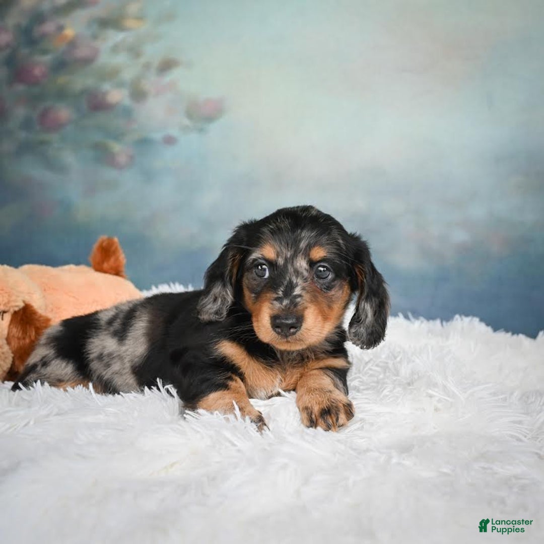 Miniature Dachshund dogs for sale: Misty - Image 9