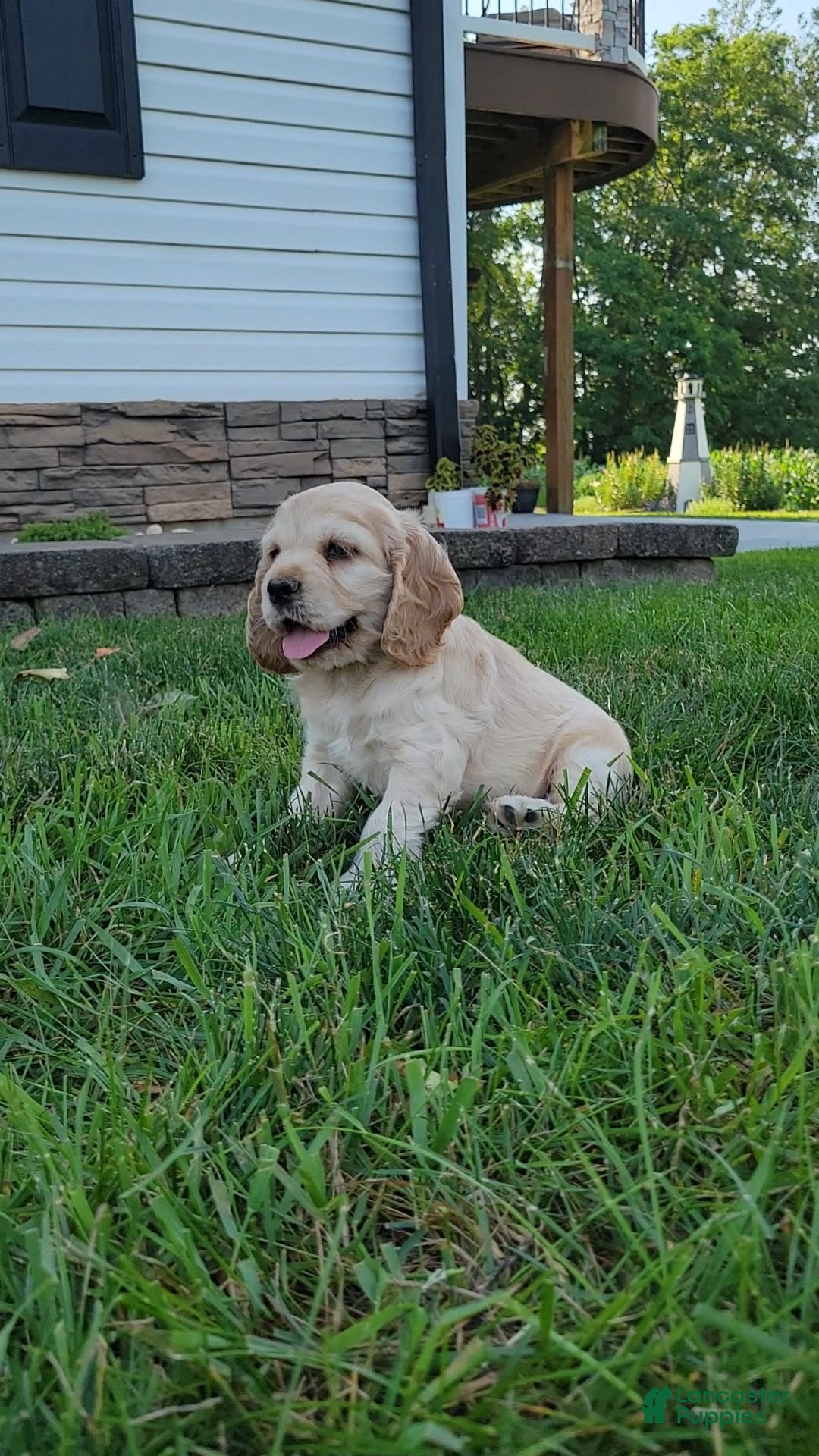 Cocker Spaniel dogs for sale: Rosco - Image 4