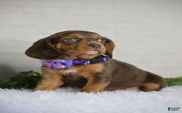 Beaglier dogs for sale: Wren - Image 8
