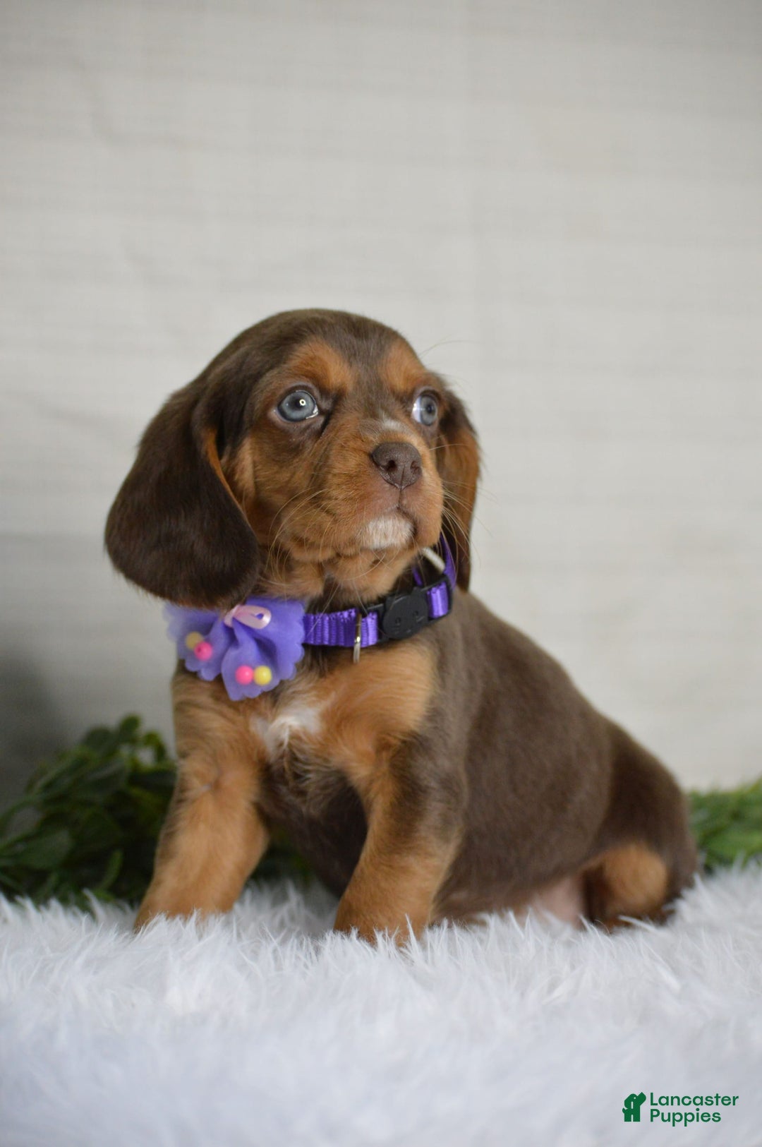 Beaglier dogs for sale: Wren - Image 8