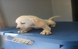 Labrador Retriever dogs for sale: Waffles - Image 1