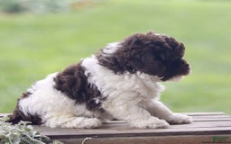 Toy Poodle dogs for sale: Hayes - Image 4