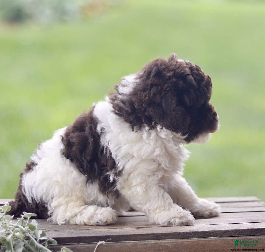 Toy Poodle dogs for sale: Hayes - Image 4