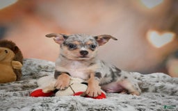 Chihuahua dogs for sale: Benji - Image 1