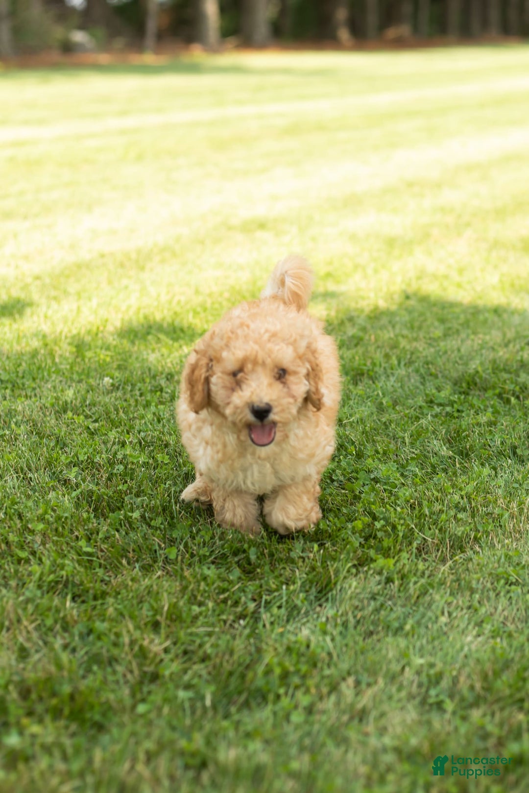 Goldendoodle dogs for sale: Michael - Image 7