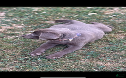 Labrador Retriever dogs for sale: Suger - Image 4