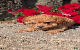 Cavapoo dogs for sale: Kobe - Image 6