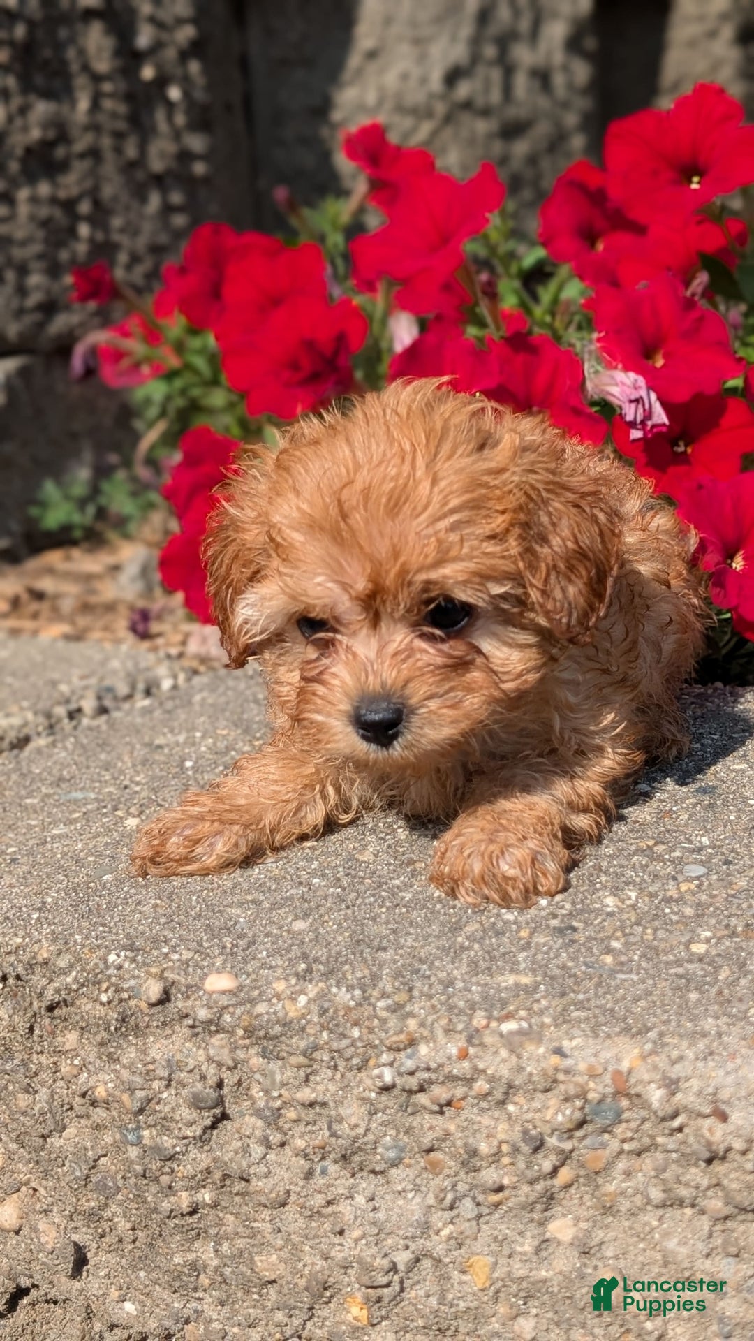 Cavapoo dogs for sale: Kobe - Image 6