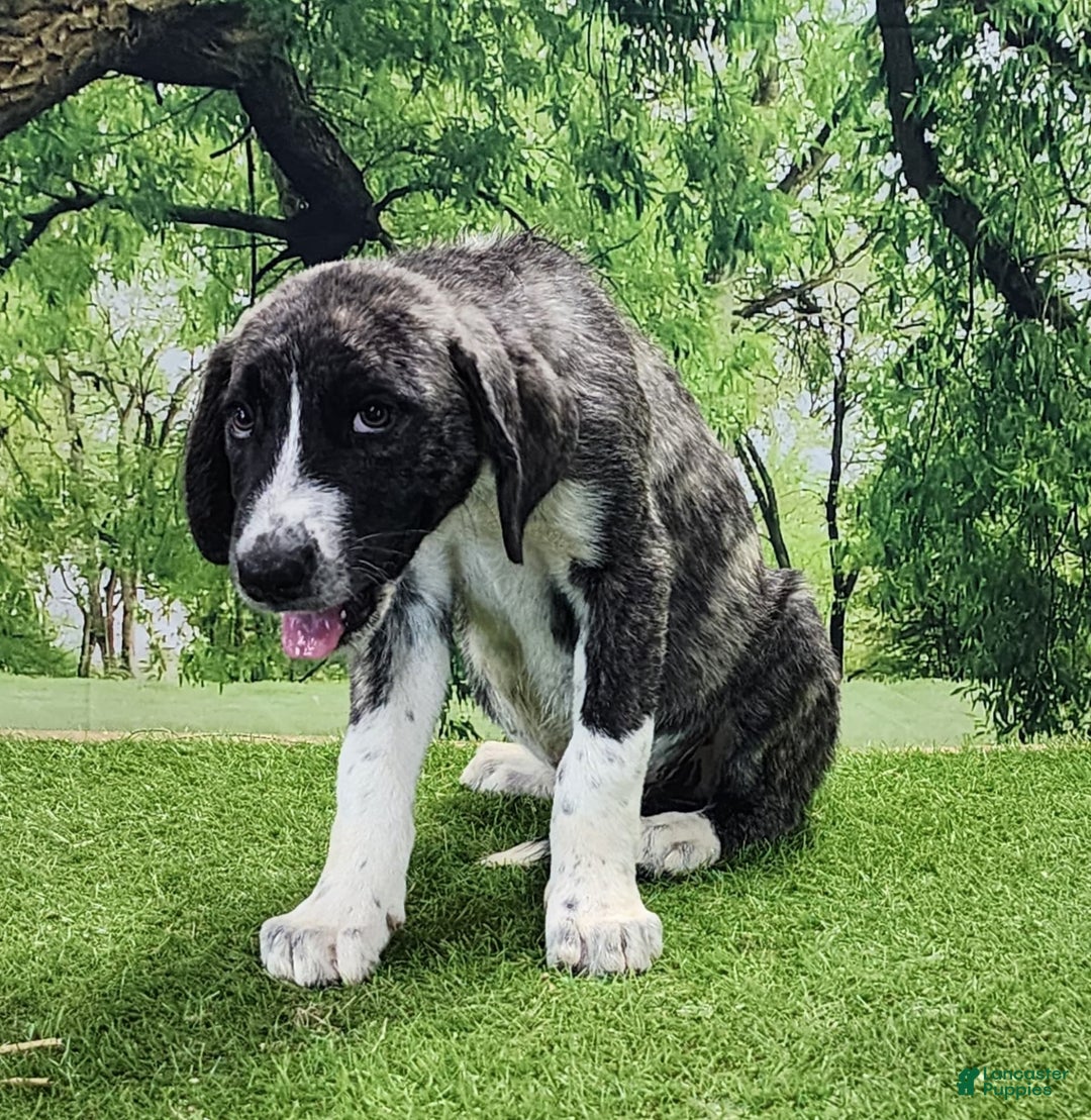Anatolian Shepherd dogs for sale: AKC Dusty 2025 Male 5 - Image 11