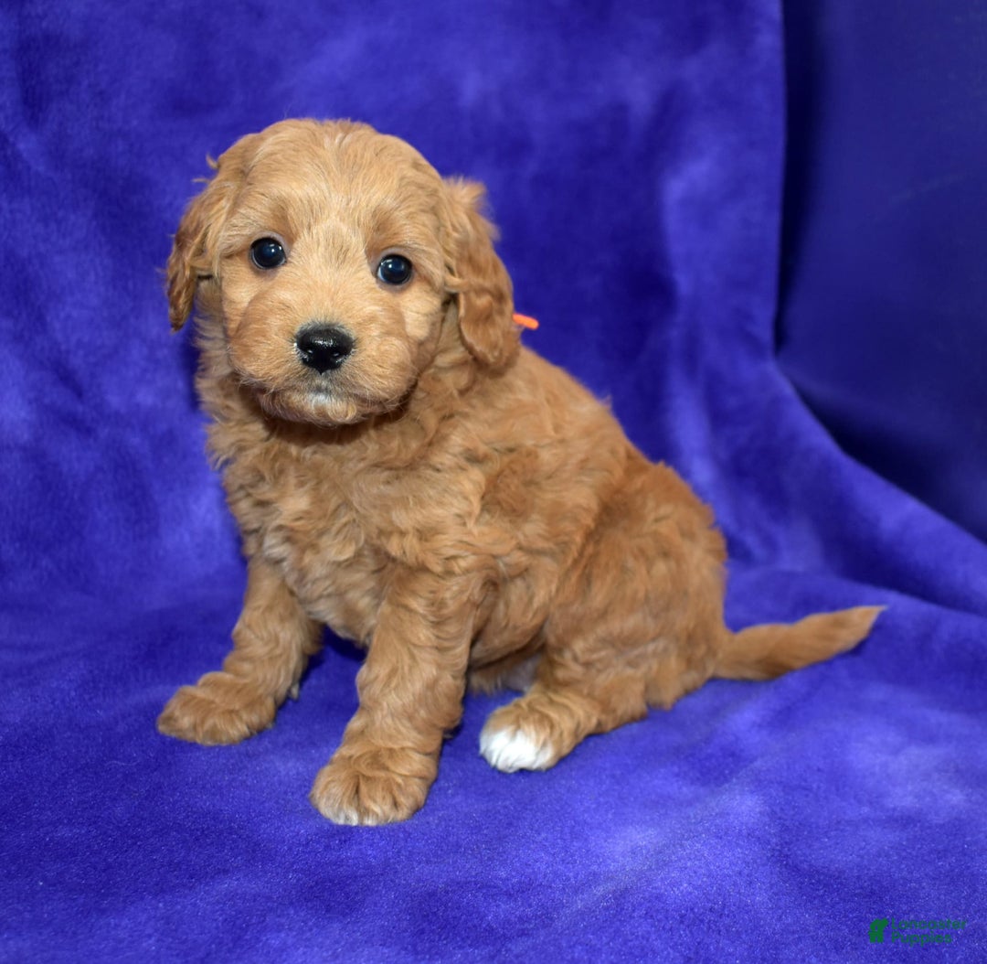 Goldendoodle dogs for sale: Wanda - Image 3