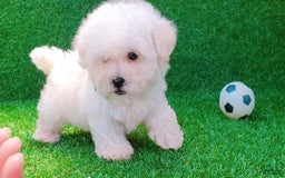Maltipoo dogs for sale: Cookie - Image 11