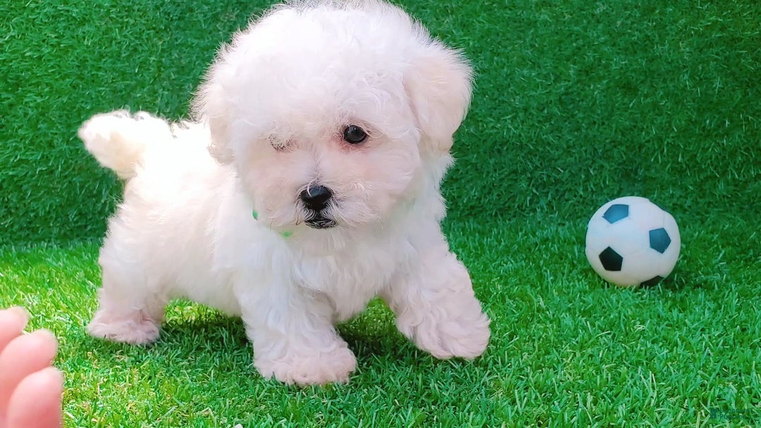 Maltipoo dogs for sale: Cookie - Image 11