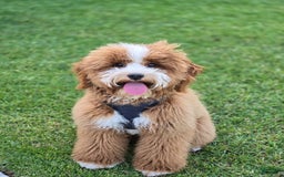 Mini Goldendoodle dogs for sale: Petite Belle - Image 22
