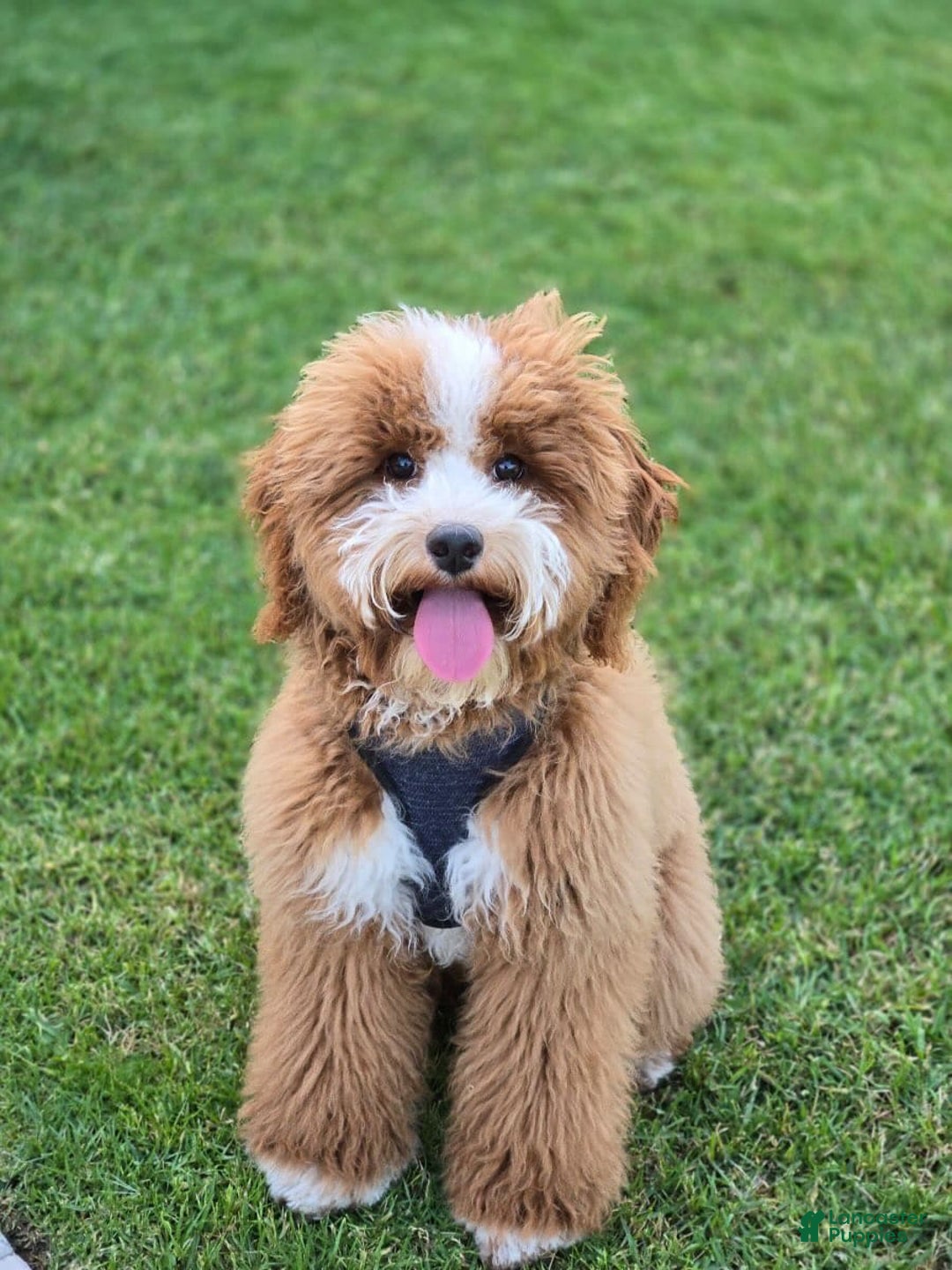 Mini Goldendoodle dogs for sale: Petite Belle - Image 22