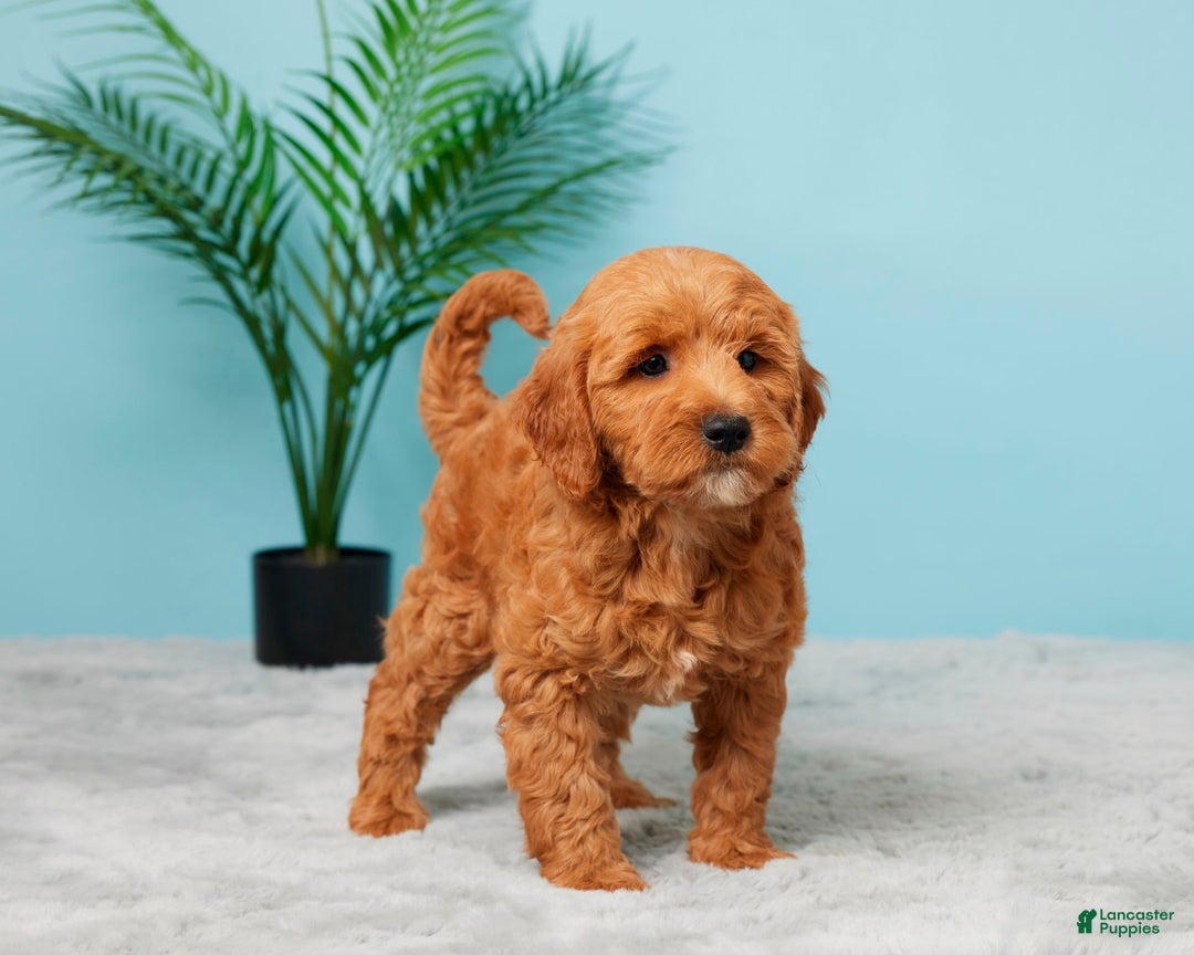 Mini Goldendoodle dogs for sale: Allison - Image 3