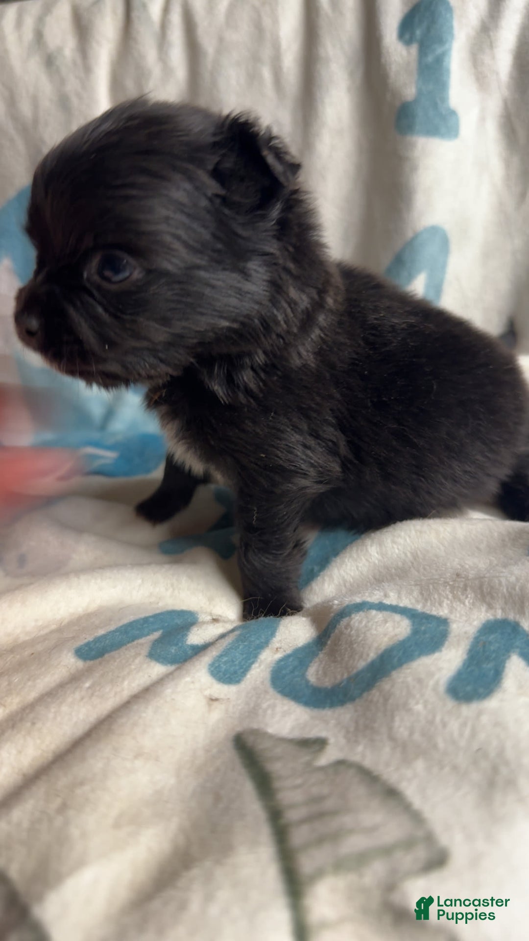 Chihuahua dogs for sale: Patric - Image 3
