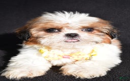 Shih Tzu dogs for sale: Thomas - Image 3