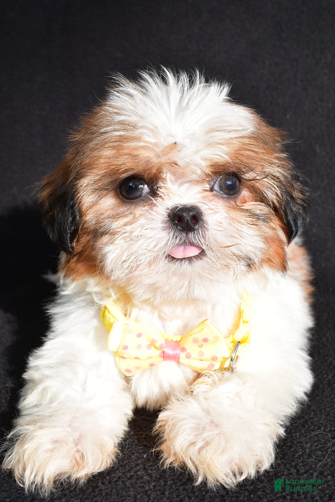 Shih Tzu dogs for sale: Thomas - Image 3