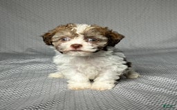 Havapoo dogs for sale: Jill - Image 3