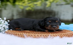 Miniature Dachshund dogs for sale: Simon - Image 2