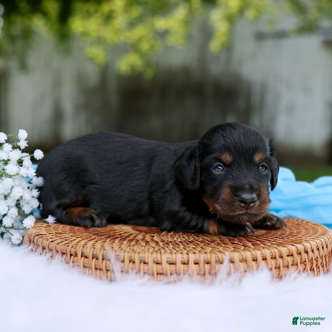 Miniature Dachshund dogs for sale: Simon - Image 2