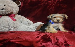 Yorkshire Terrier dogs for sale: Milo - Image 10