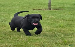 Labrador Retriever dogs for sale: Cole - Image 1