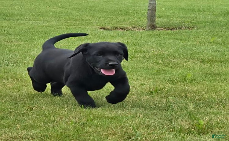 Labrador Retriever dogs for sale - Ad 3