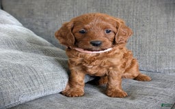 Cavapoo dogs for sale: Rosie - Image 1