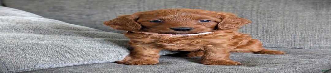 Rosie