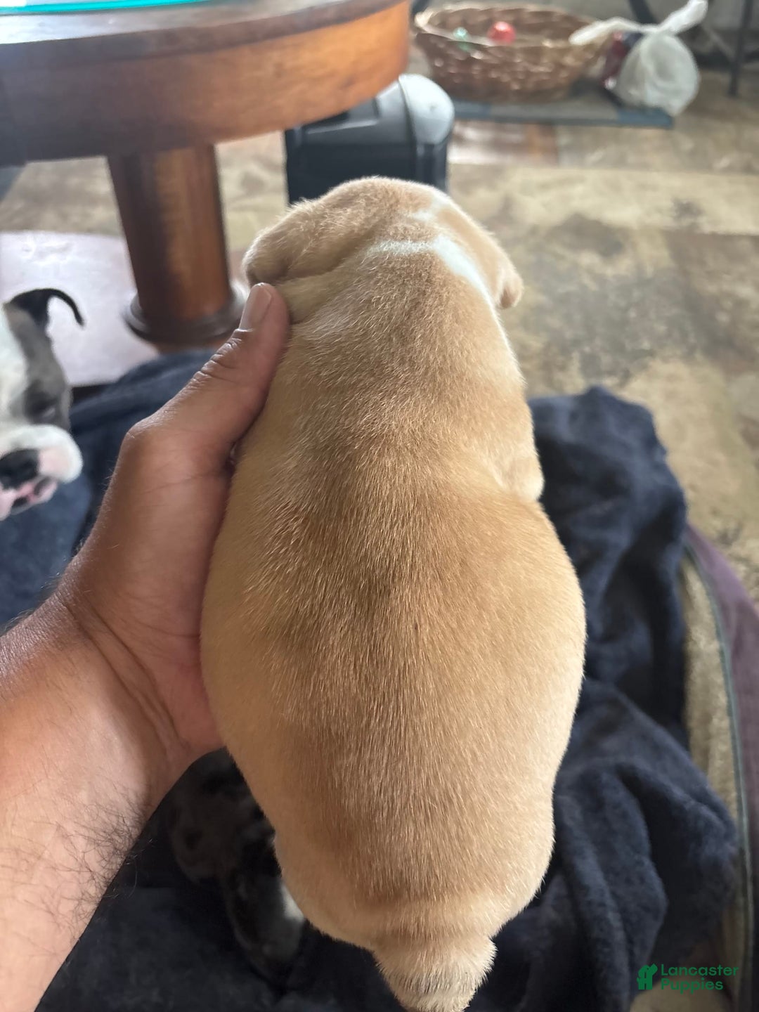 English Bulldog dogs for sale: Lucy - Image 2