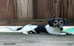 Beagle dogs for sale: Lacey - Image 5