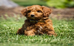 Goldendoodle dogs for sale: Ashley - Image 8