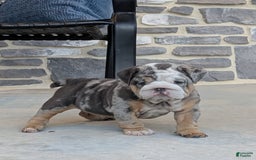 English Bulldog dogs for sale: Lexi - Image 3