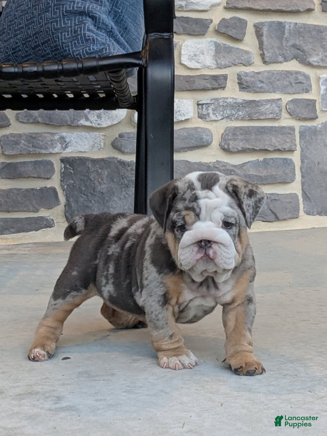 English Bulldog dogs for sale: Lexi - Image 3