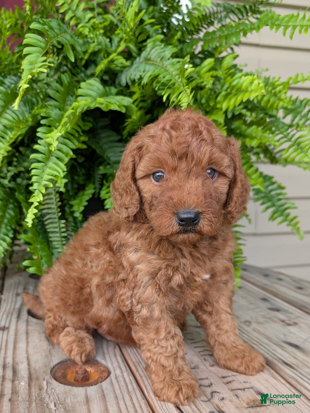 Mini Goldendoodle dogs for sale: Mini -kobe - Image 14