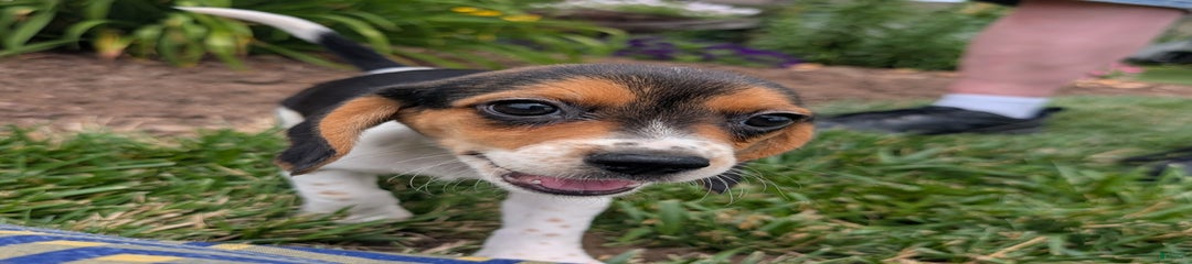 Amarena