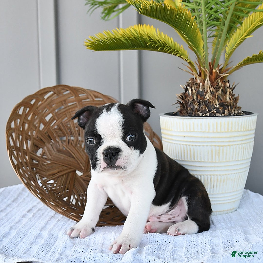 Boston Terrier dogs for sale: Blitz - Image 5