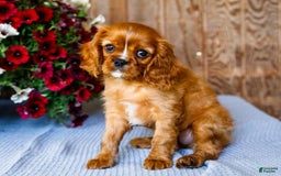 Cavalier King Charles Spaniel dogs for sale: Nicky - Image 7