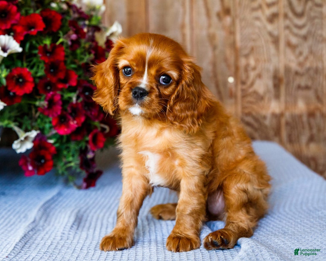 Cavalier King Charles Spaniel dogs for sale: Nicky - Image 7